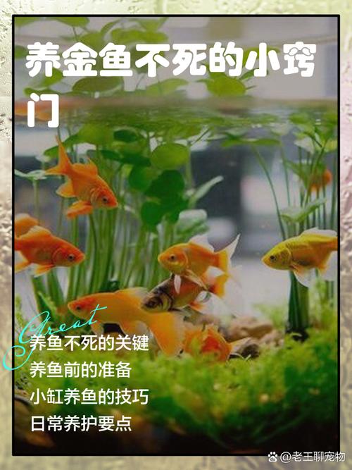 小金鱼多久不喂会饿死,养金鱼小窍门,定时定量很重要 小金鱼多久不喂会饿死,养金鱼小窍门,定时定量很重要