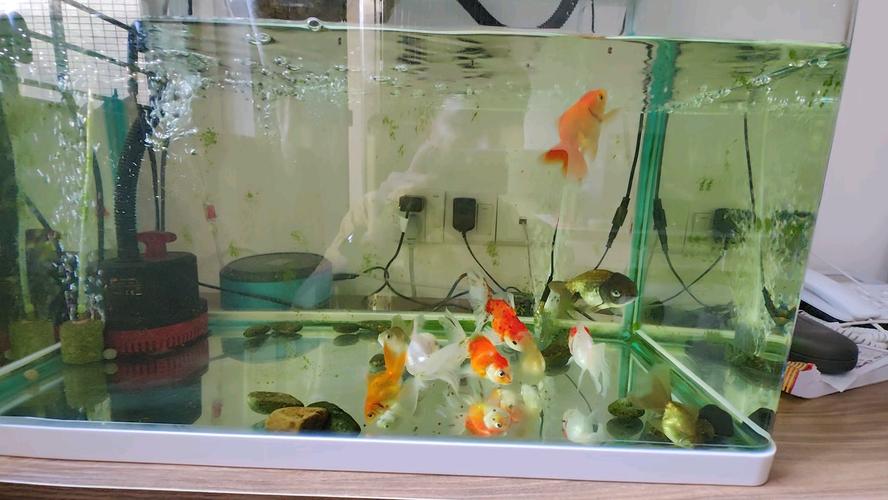 小金鱼10天不喂食会饿死吗,养金鱼不难,但要注意喂食水质和鱼缸选择,耐心观察,才能养出健康活泼的金鱼 小金鱼10天不喂食会饿死吗,养金鱼不难,但要注意喂食水质和鱼缸选择,耐心观察,才能养出健康活泼的金鱼