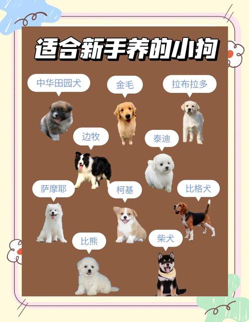 深圳市养犬管理图解,禁养25种犬,违者罚款五千! 深圳市养犬管理图解,禁养25种犬,违者罚款五千!