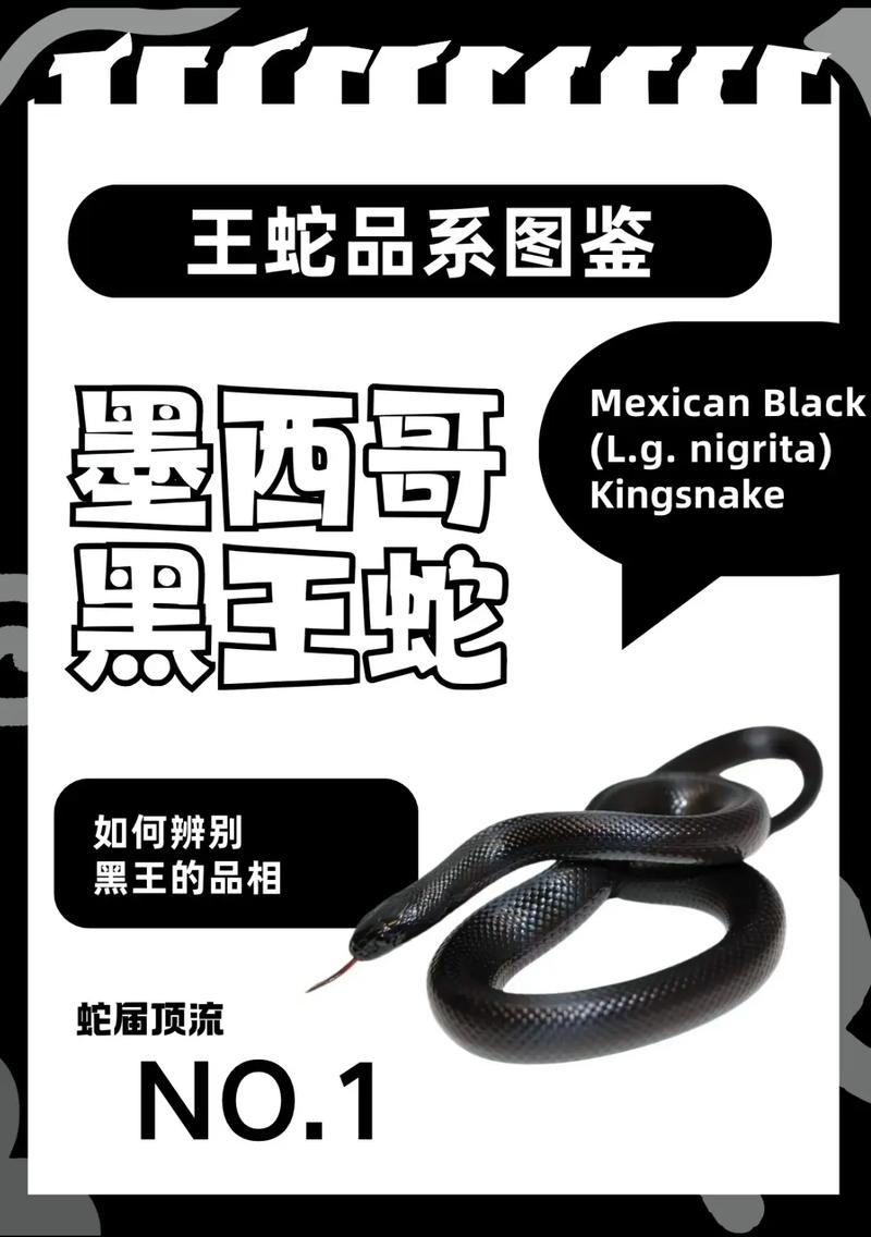 黑王蛇饲养繁育方法,控温控湿,环境模拟自然,喂食有讲究 黑王蛇饲养繁育方法,控温控湿,环境模拟自然,喂食有讲究
