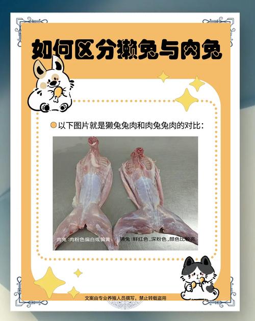 肉兔和宠物兔区别，大小外形生活差异大