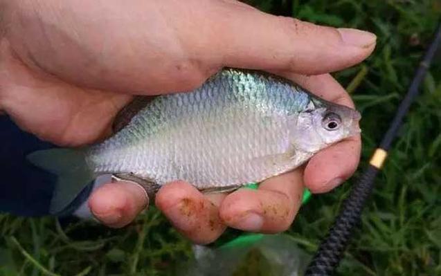 鳑鲏鱼寿命一般多长时间,控温喂食,水族和谐 鳑鲏鱼寿命一般多长时间,控温喂食,水族和谐
