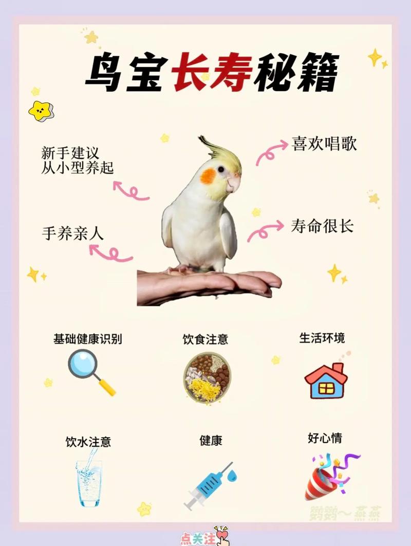 养鸟人一般都养什么鸟，选白玉鸟，科学喂养，与自然聊天