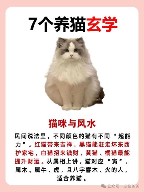 猫可以镇宅吗，镇宅招财新潮流