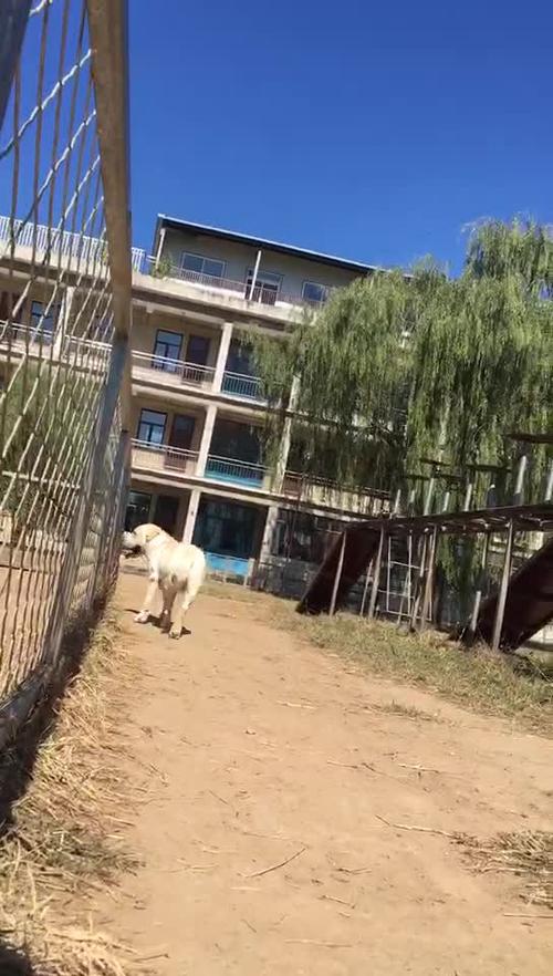 母犬生殖系统及发情鉴定,母狗发情症状及判断方法 母犬生殖系统及发情鉴定,母狗发情症状及判断方法