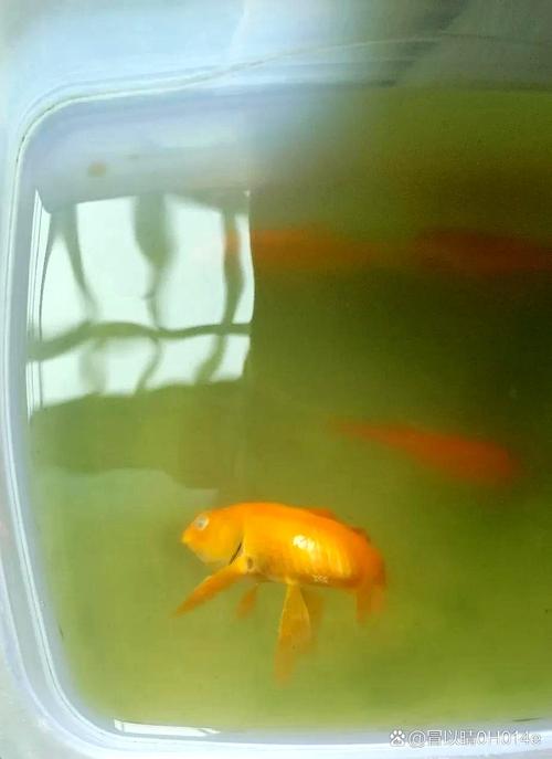 3条死小金鱼照片，小金鱼寿命及死亡反思，呼吁关爱生命