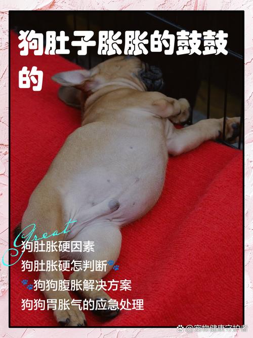 大狗的海绵体膨胀起来图片，狗狗交配背靠背是天性，主人别打扰