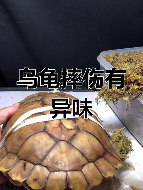 乌龟从多高的地方摔下来会受伤，乌龟摔伤怎么办？壳裂盐水洗碘伏涂
