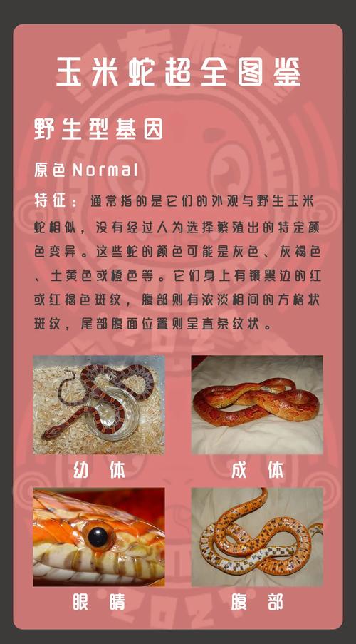 蛇属于几级保护动物，常见蛇也受保护，买卖异宠违法，防蛇要注意安全
