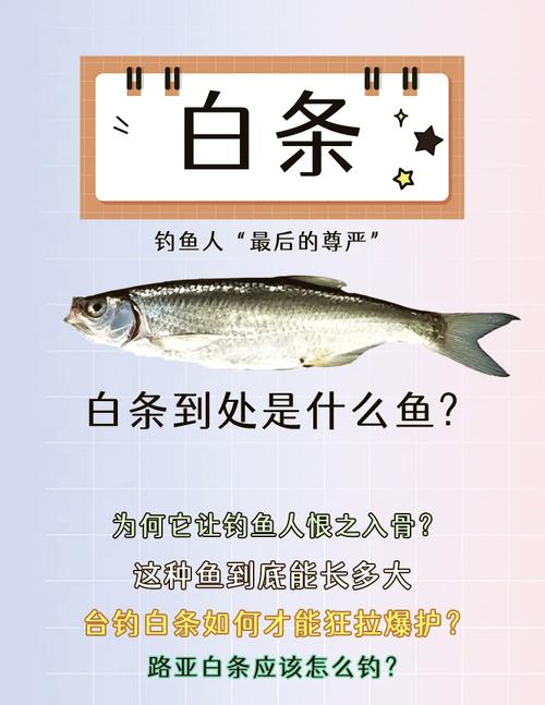 白条鱼寿命一般多少年,白条鱼寿命长不长?环境食物是关键 白条鱼寿命一般多少年,白条鱼寿命长不长?环境食物是关键