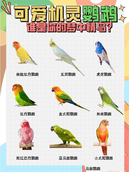 蓝冠鹦鹉寿命,鹦鹉种类多寿命长,需保护 蓝冠鹦鹉寿命,鹦鹉种类多寿命长,需保护
