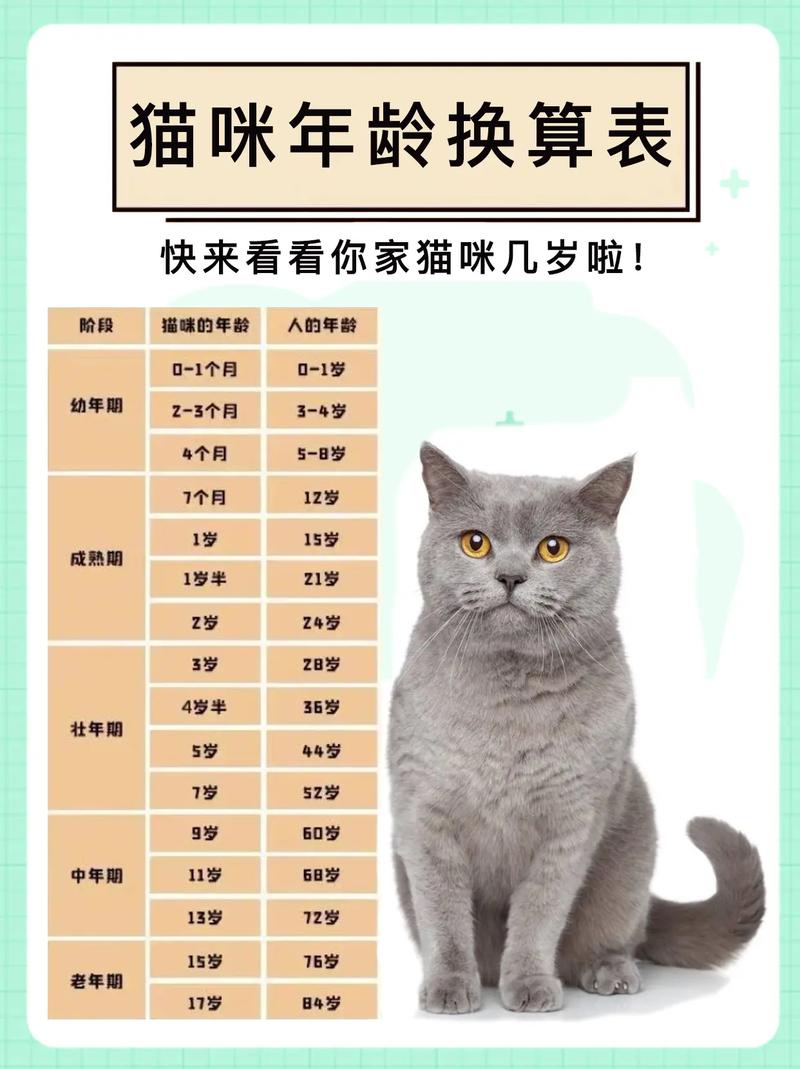 猫养十年等于多少岁，养猫不易，责任与爱并存