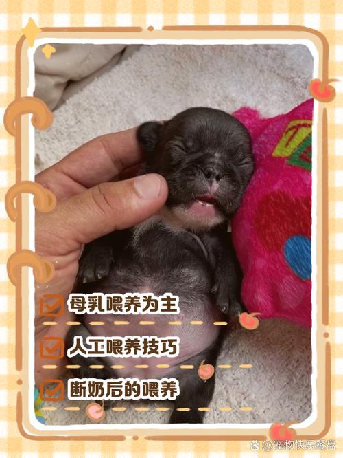 35天幼犬如何喂食，狗狗吃母乳营养好，不够用羊奶粉，定期称重，卫生好，科学喂养成长快