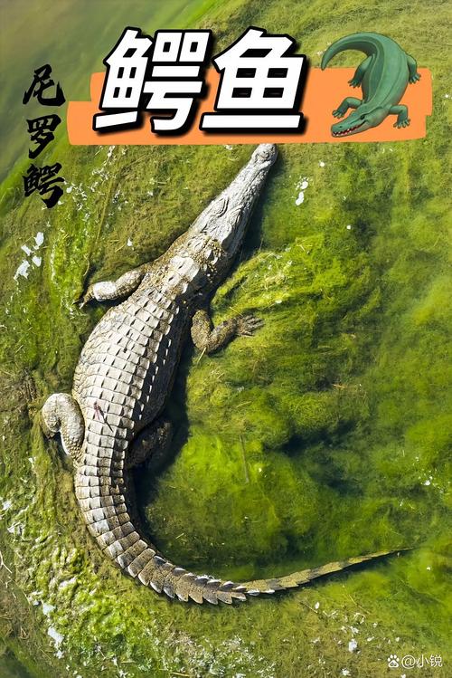 鳄鱼能听懂人话吗，鳄鱼听不懂人话，靠水声觅食，护主主要靠本能