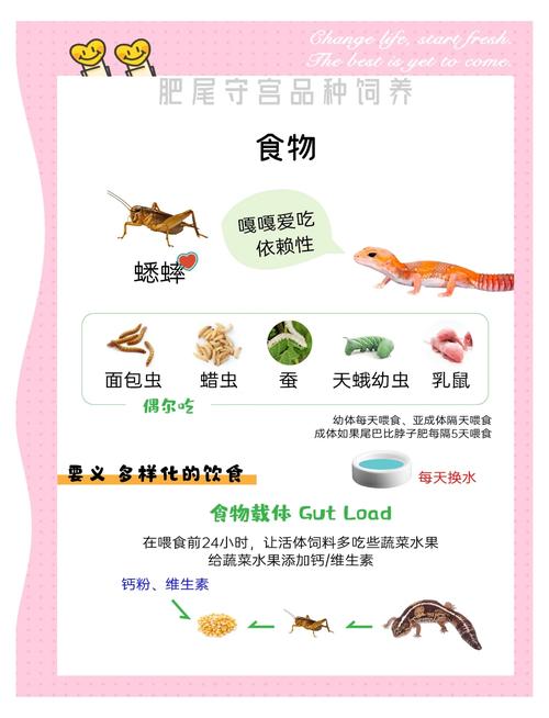 守宫养殖注意事项，适应期喂食环境蜕皮