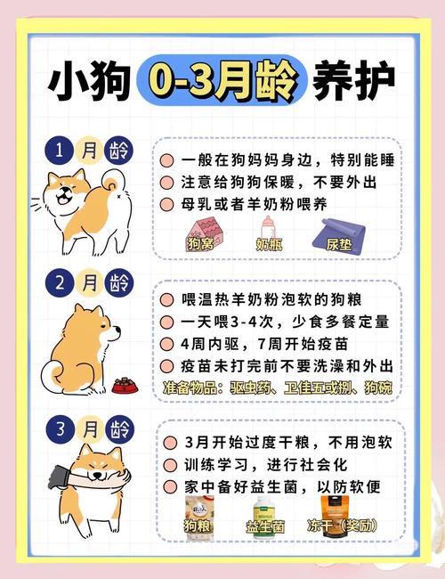 小狗成长阶段图解,从毛球到老狗,十几年养它不易 小狗成长阶段图解,从毛球到老狗,十几年养它不易