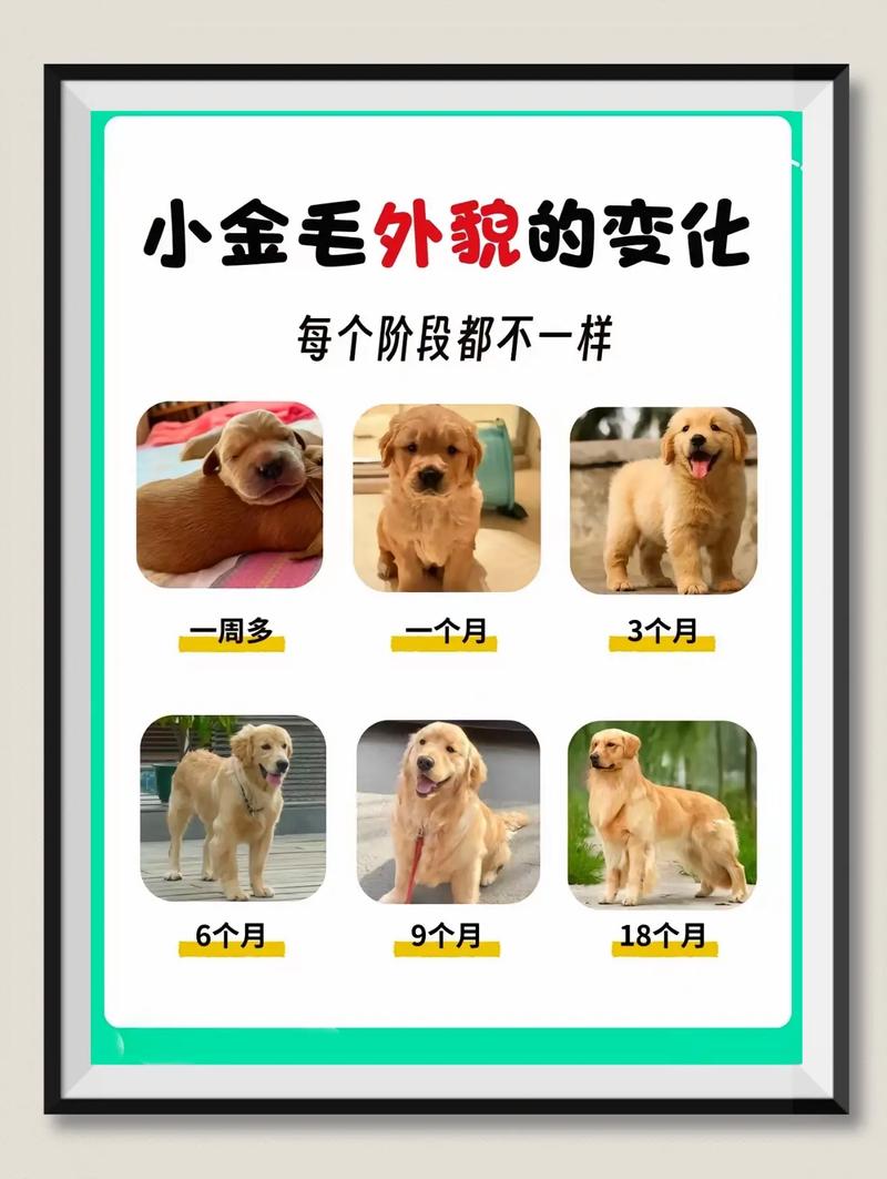 小狗成长阶段图解,从毛球到老狗,十几年养它不易 小狗成长阶段图解,从毛球到老狗,十几年养它不易