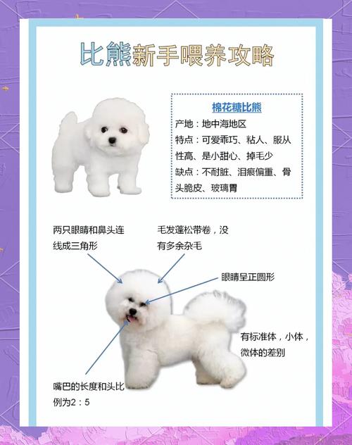小狗成长阶段图解,从毛球到老狗,十几年养它不易 小狗成长阶段图解,从毛球到老狗,十几年养它不易