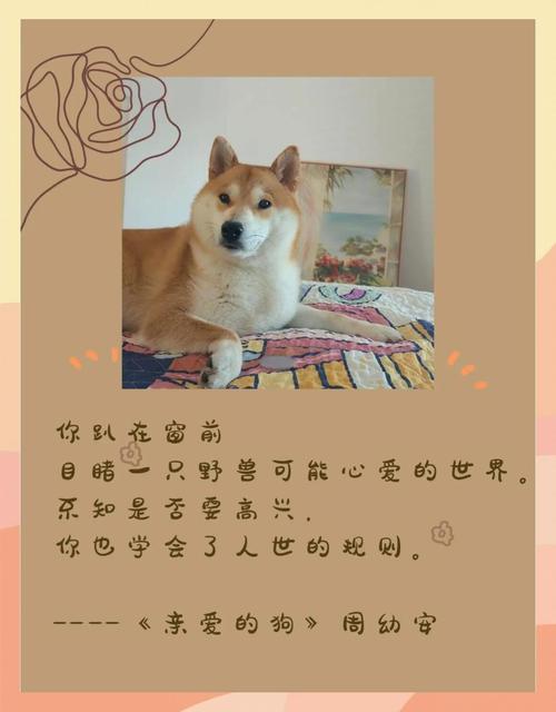 狗 散文,大黑狗离世,仅剩小狗倍倍,贪吃咬人终被打死,反思养狗 狗 散文,大黑狗离世,仅剩小狗倍倍,贪吃咬人终被打死,反思养狗