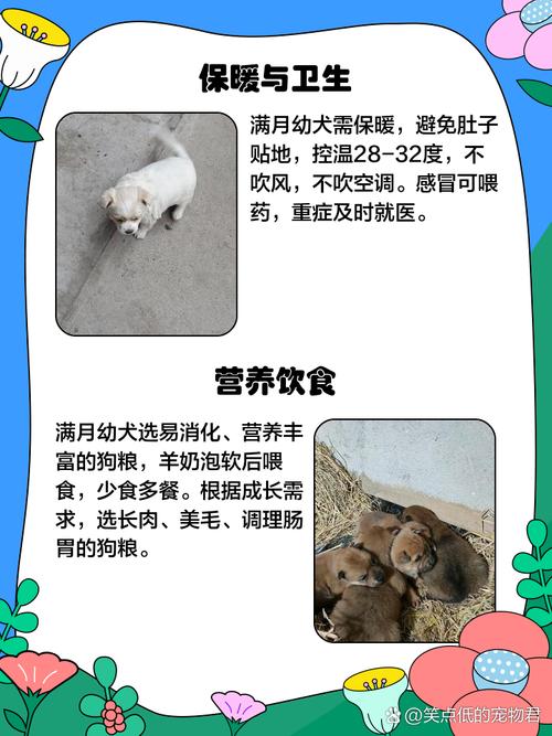 快满月的小狗大概喝几毫升奶,喂奶看鼓肚,幼犬专用奶,三四次为佳,注意观察调整 快满月的小狗大概喝几毫升奶,喂奶看鼓肚,幼犬专用奶,三四次为佳,注意观察调整