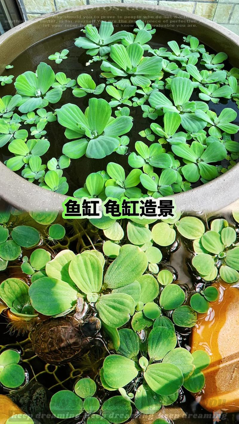 龟缸养水芙蓉到底好不好,好看但需谨慎 龟缸养水芙蓉到底好不好,好看但需谨慎