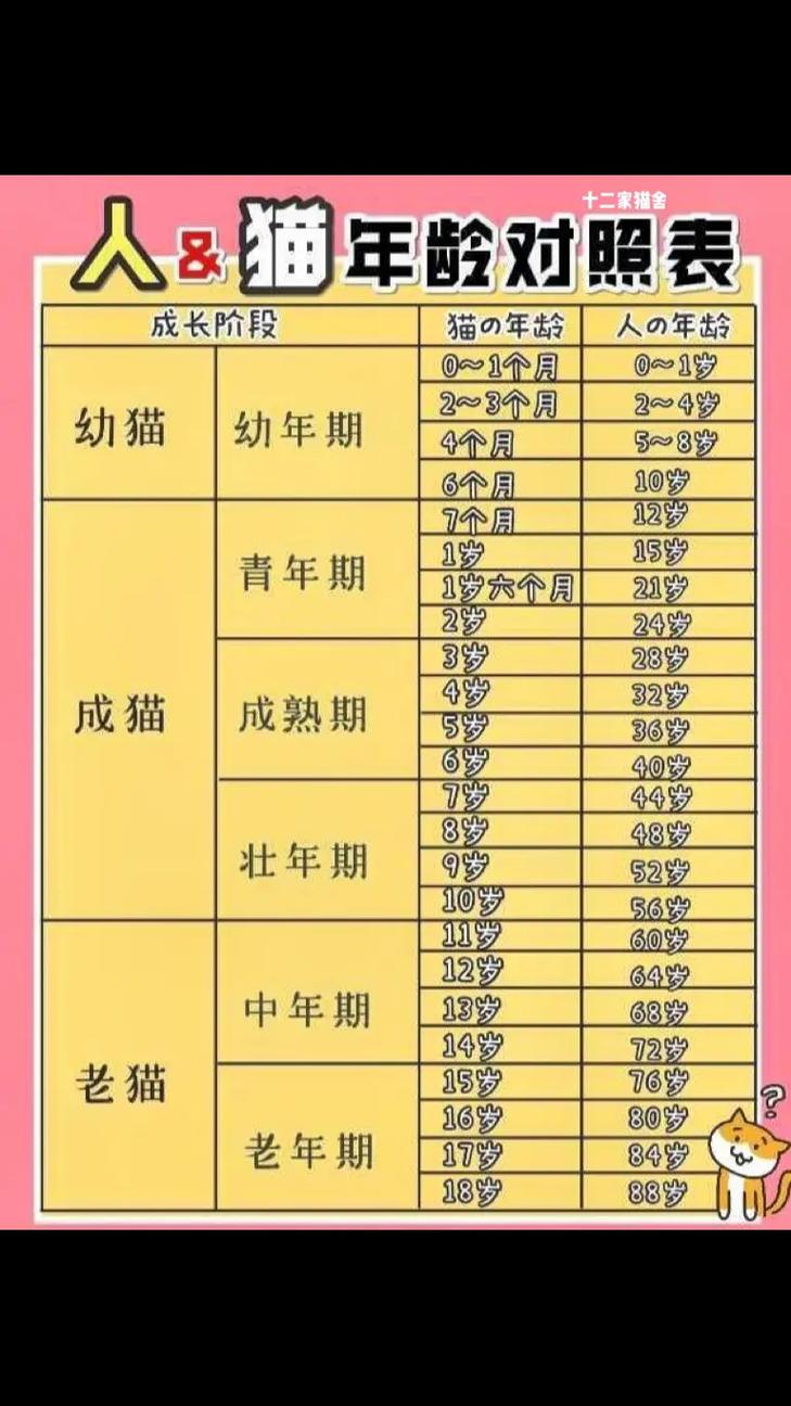 猫一岁顶人几岁，一岁猫等于十五岁，照顾好它更健康快乐