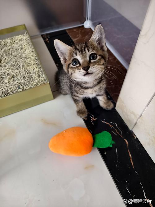 猫养了2个月总是躲着人，耐心陪伴，猫咪会亲近你