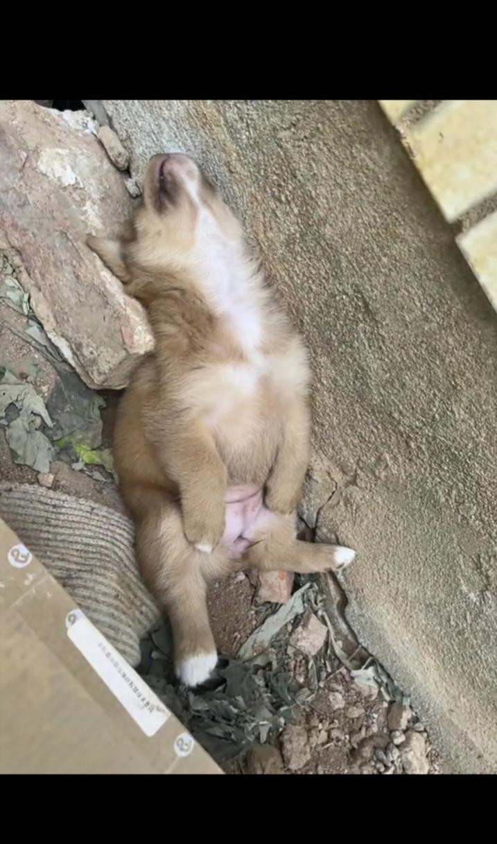 狗器官倒钩图片,警惕!小型犬颈椎易伤,瘫痪风险高 狗器官倒钩图片,警惕!小型犬颈椎易伤,瘫痪风险高
