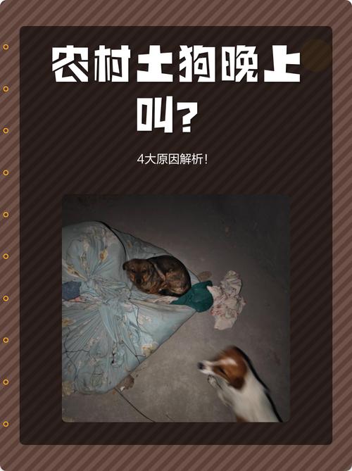 狗晚上11点多一直叫怎么回事,狗狗半夜叫怎么办?原因及解决方法 狗晚上11点多一直叫怎么回事,狗狗半夜叫怎么办?原因及解决方法