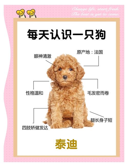 贵宾犬智商排名第几名，聪明又好看！贵宾犬超亲人，养它要注意关节和脾气哦！