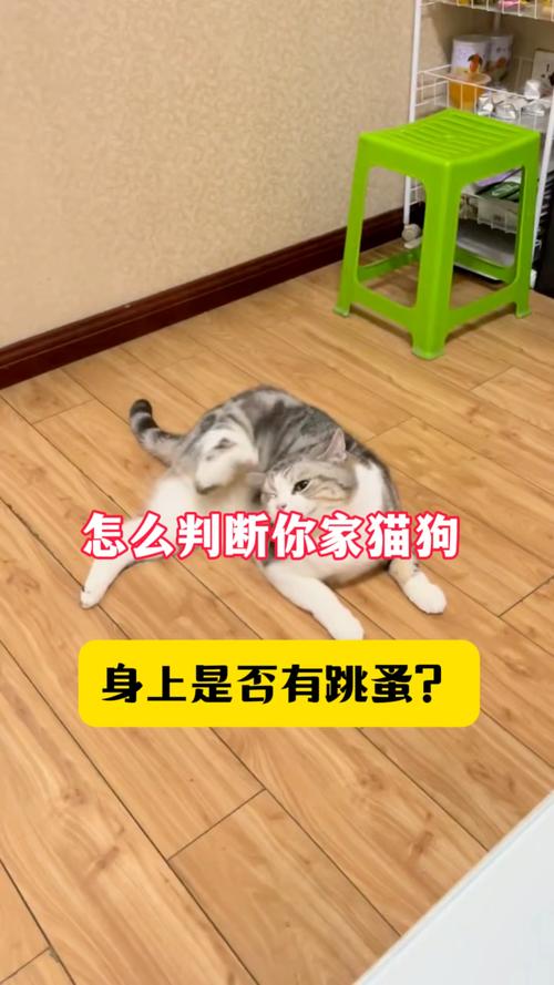 狗把手趴在猫身上是怎么回事,狗狗爱坐猫脸宣示主权,猫咬人表示不乐意,爱跟人睡觉是信任理解宠物行为,好好相处,养宠生活更幸福 狗把手趴在猫身上是怎么回事,狗狗爱坐猫脸宣示主权,猫咬人表示不乐意,爱跟人睡觉是信任理解宠物行为,好好相处,养宠生活更幸福