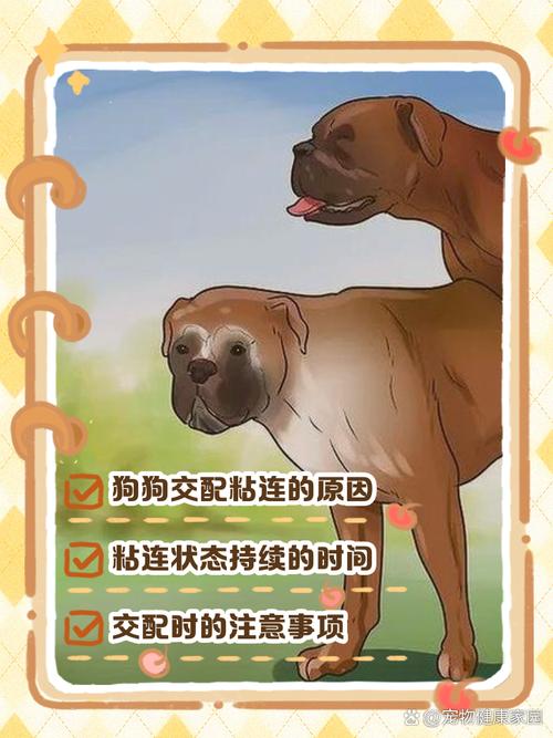 狗生物锁原理图动画，狗狗交配后背靠背的奇妙现象
