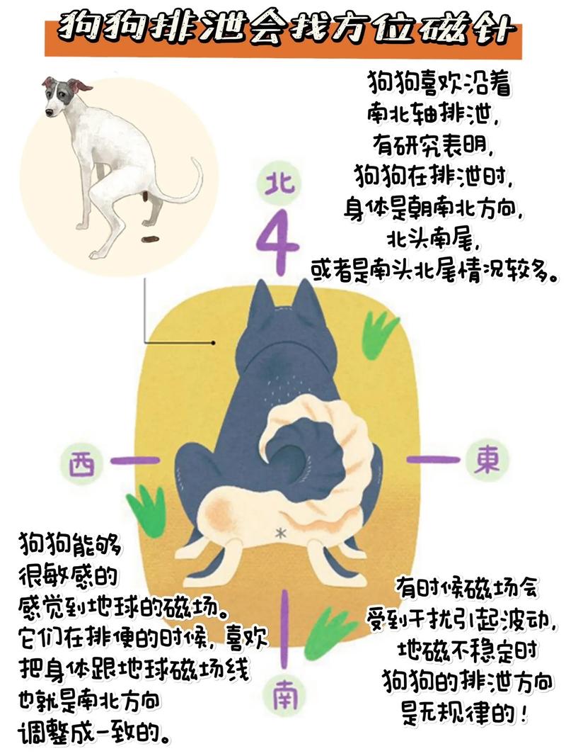狗生物锁原理图动画，狗狗交配后背靠背的奇妙现象