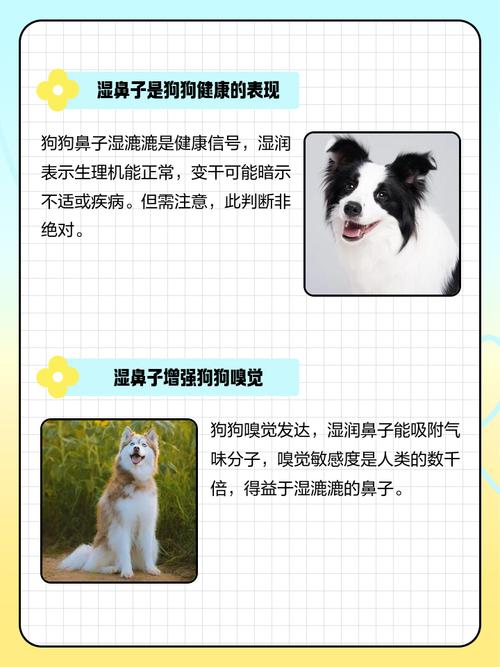 小狗鼻子湿漉漉的是怎么回事,狗狗鼻子干裂流涕要当心 小狗鼻子湿漉漉的是怎么回事,狗狗鼻子干裂流涕要当心