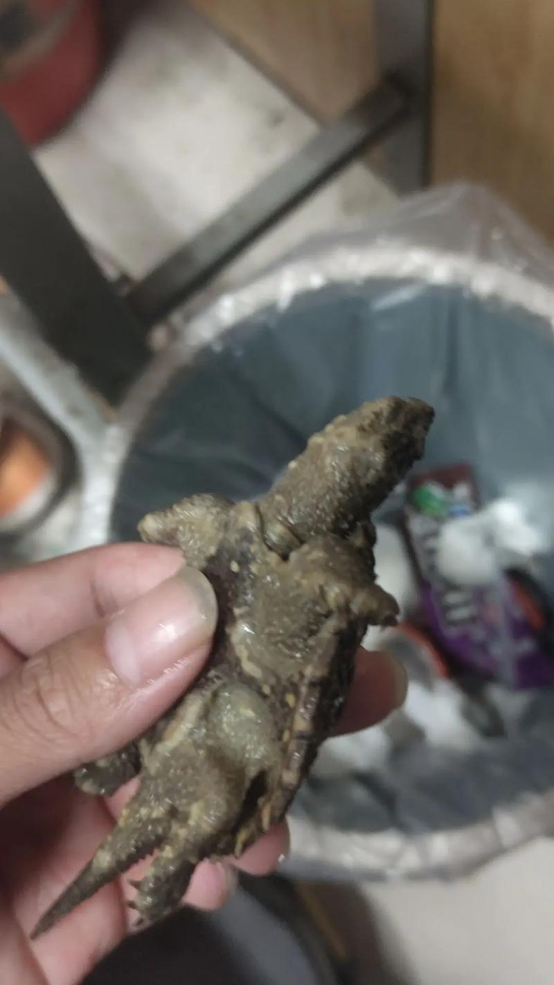 乌龟长时间翻过来会死吗，乌龟翻身要救急，别当玩物