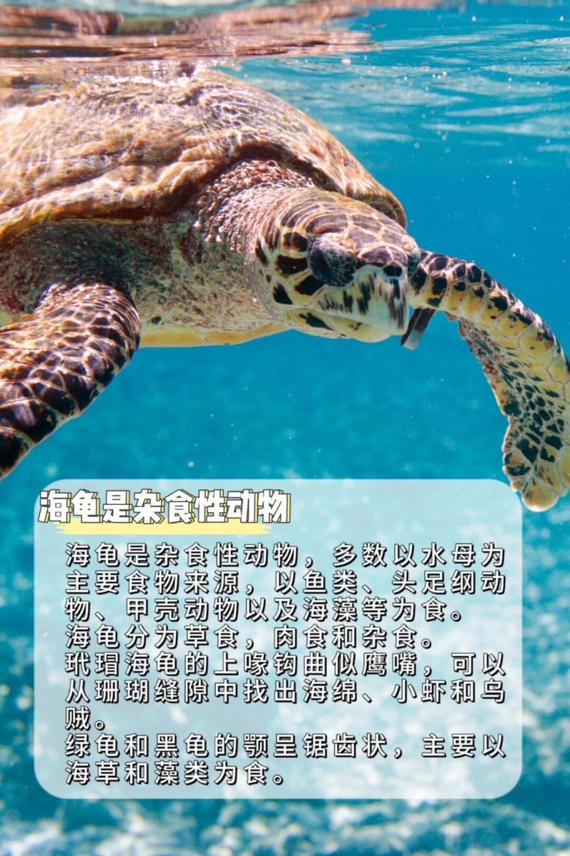 大海龟是爬行动物吗，保护海龟，别偷挖龟蛋