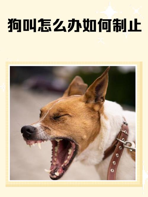 狗子半夜总叫怎么办,半夜狗叫怎么办?简单几招轻松搞定! 狗子半夜总叫怎么办,半夜狗叫怎么办?简单几招轻松搞定!