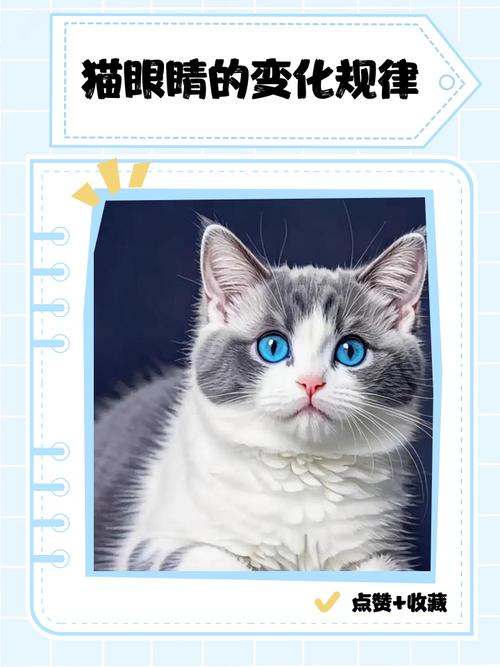 猫咪阴阳眼的民间说法,遗传变异并非超能力,揭秘科学真相 猫咪阴阳眼的民间说法,遗传变异并非超能力,揭秘科学真相