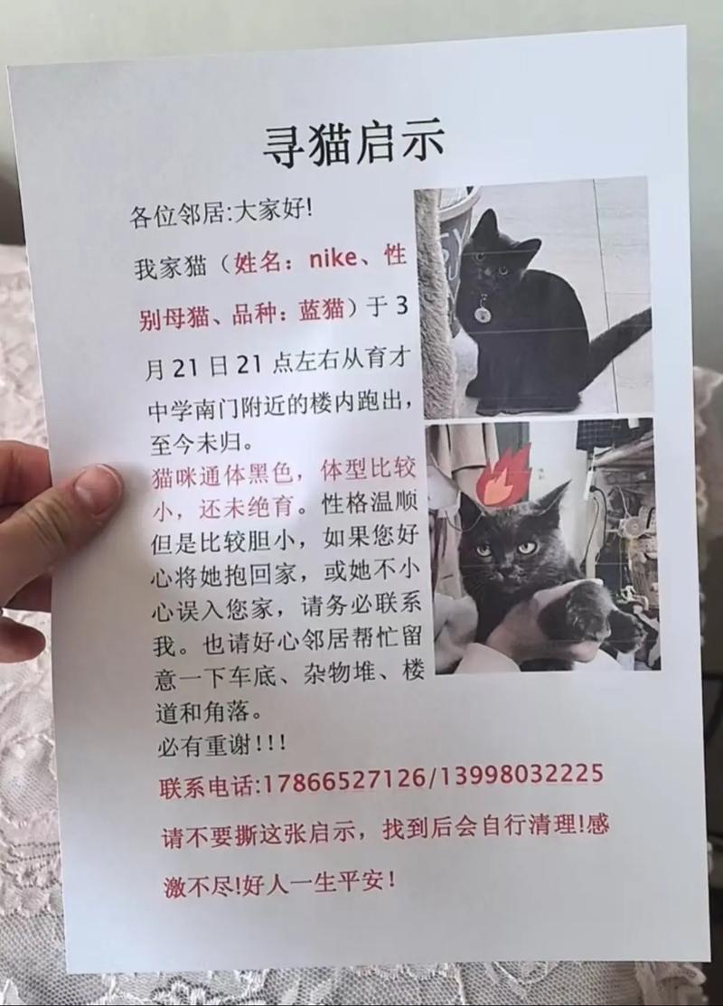 农村宠物猫丢了怎么找最有效,别慌,妙招+邻居力量助你找回! 农村宠物猫丢了怎么找最有效,别慌,妙招+邻居力量助你找回!