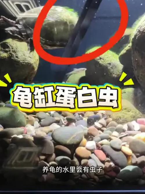 龟缸好多蠕动的虫子，龟缸白虫（蛋白虫）处理方法