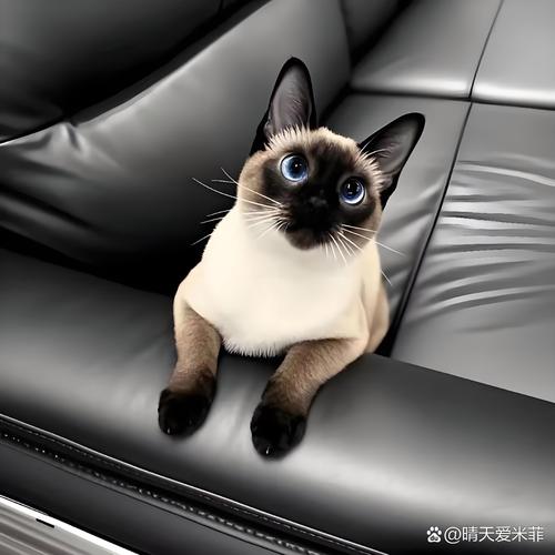猫一巴掌的力有多大，家猫一巴掌威力惊人，能拍出5到15公斤的力道，速度快得惊人