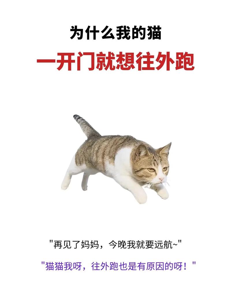 猫咪跑出去了还能自己找回家吗，自家猫咪跑丢？别干等，快找！
