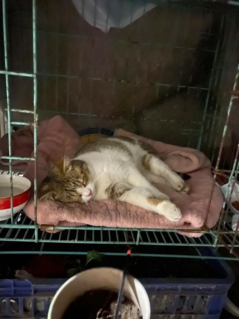猫已经闻了2年蚊香,蚊香伤猫,用替代品更安全 猫已经闻了2年蚊香,蚊香伤猫,用替代品更安全