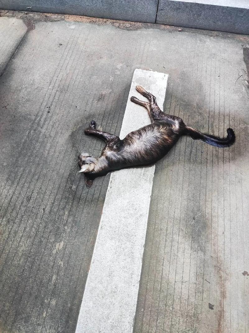 农村流浪猫大晚上叫的烦死了,流浪猫叫唤多原因,可能是求助信号 农村流浪猫大晚上叫的烦死了,流浪猫叫唤多原因,可能是求助信号