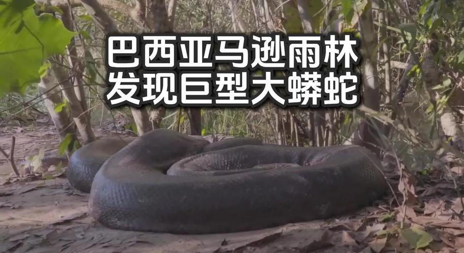 蟒蛇和蛇是一个物种吗,特殊蛇类,无毒性,靠缠绕捕食 蟒蛇和蛇是一个物种吗,特殊蛇类,无毒性,靠缠绕捕食