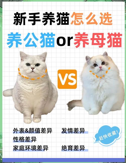 笼养猫和散养猫的区别，养猫散养好还是笼养好？看情况！