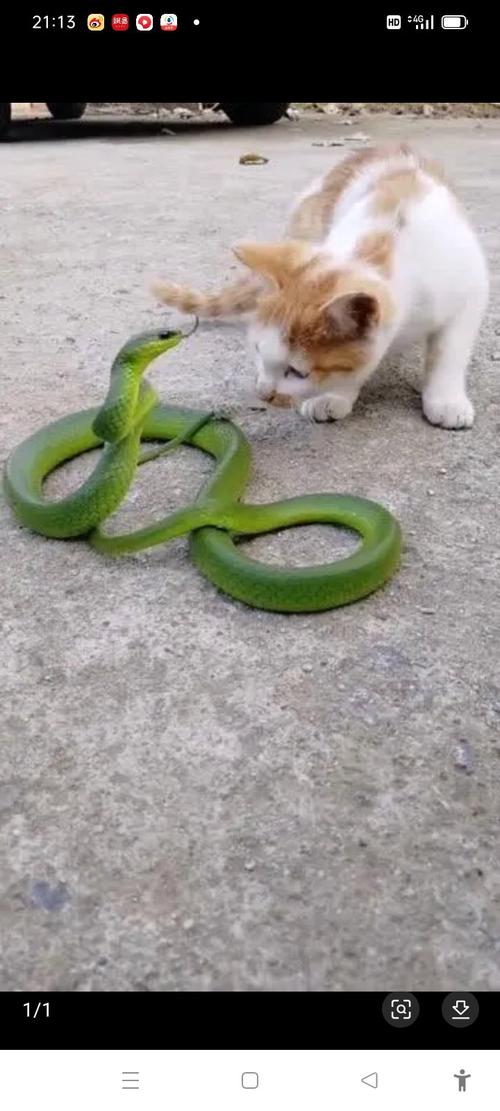 猫抓蛇意味着什么,猫咪抓蛇,预示好运平安 猫抓蛇意味着什么,猫咪抓蛇,预示好运平安