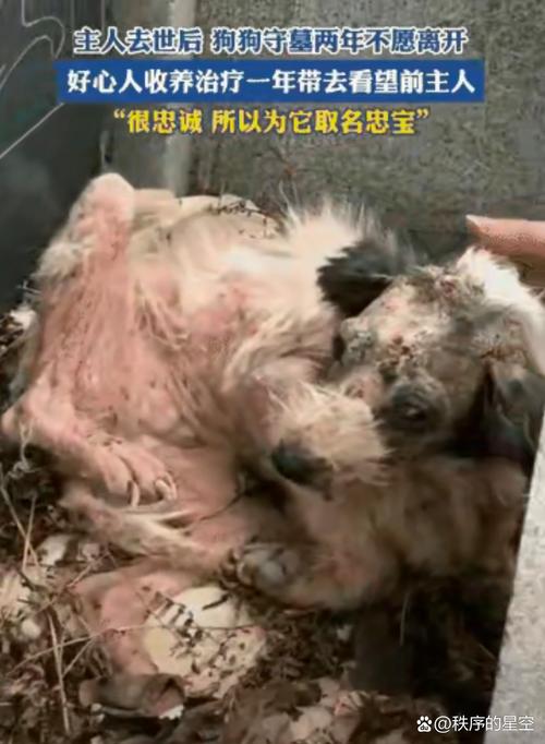 幼犬吃面包了会死吗，面包含木糖醇，狗狗误食会中毒，主人注意防范！