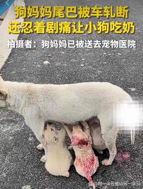 幼犬吃面包了会死吗，面包含木糖醇，狗狗误食会中毒，主人注意防范！