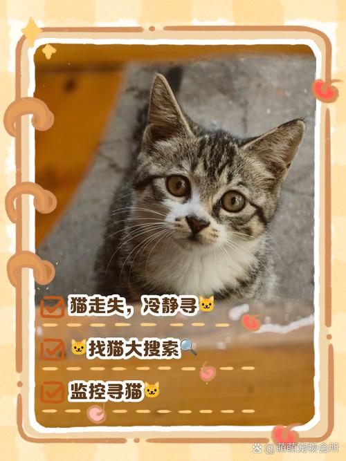 带猫出去玩会走丢吗,牵引绳猫粮清理,降低走失风险 带猫出去玩会走丢吗,牵引绳猫粮清理,降低走失风险